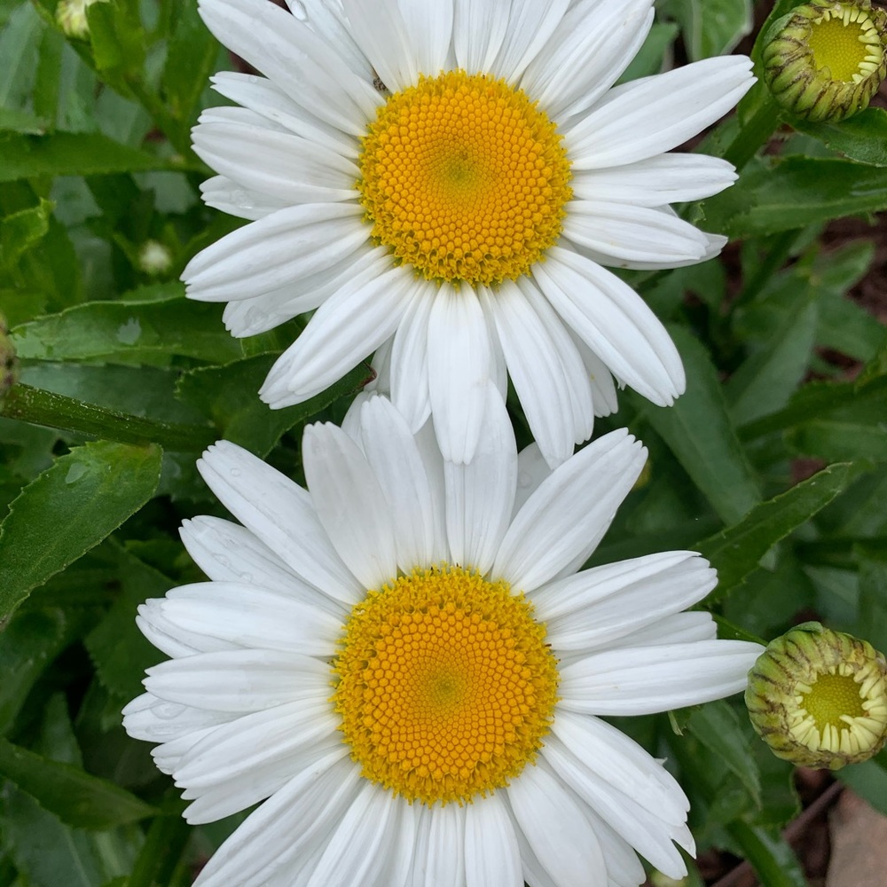 Meet your Posher, Alicia